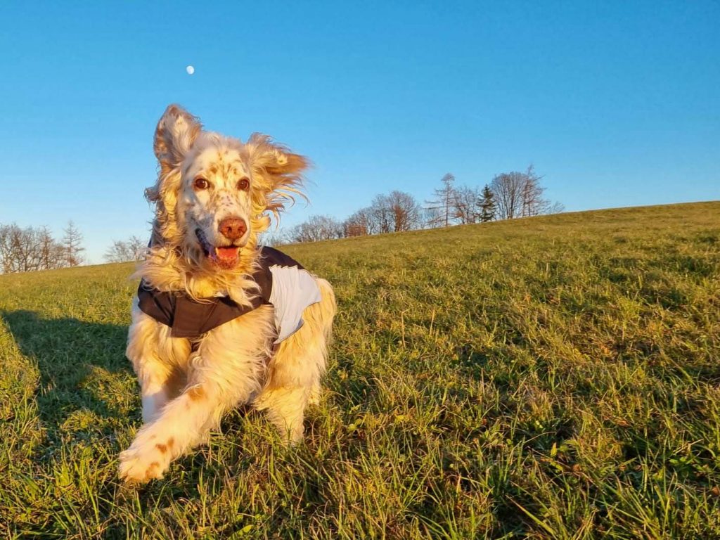 Hund von Dr. Brigitte Hagler
